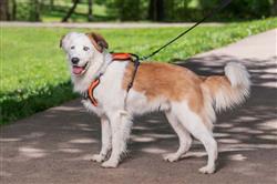 Petsafe Walk Along Outdoor Dog Harness Orange Medium
