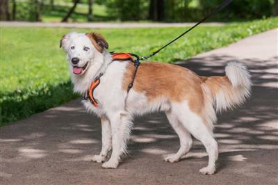 Petsafe Walk Along Outdoor Dog Harness Orange Medium