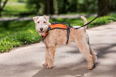 Petsafe Walk Along Outdoor Dog Harness Orange Small