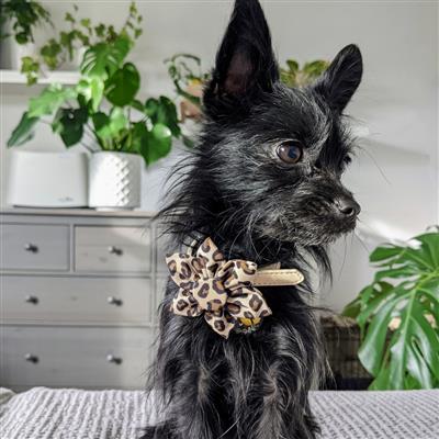 Tan Leopard Pinwheel