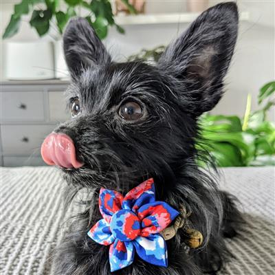 American Tie Dye Pinwheel