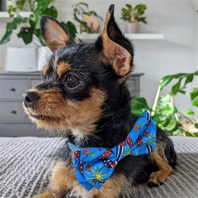 Firecrackers Bow Tie