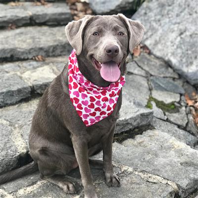 Valentine Bandana | Valentines Day Bandana | Red Hearts Valentine Dog Bandana, Pink Heart Valentine 
