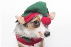 Ethical Pet Elf Hat Red O/S