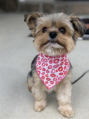 Valentine Bandana | Valentines Day Bandana | Red Hearts Valentine Dog Bandana,  Lips | Kisses