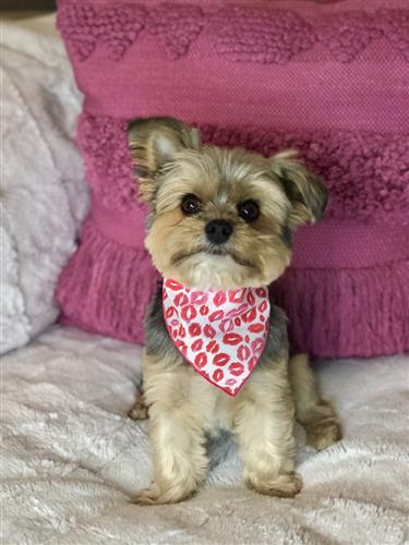 Valentine Bandana | Valentines Day Bandana | Red Hearts Valentine Dog Bandana,  Lips | Kisses