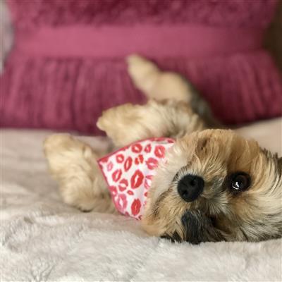 Valentine Bandana | Valentines Day Bandana | Red Hearts Valentine Dog Bandana,  Lips | Kisses