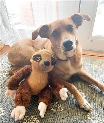 SnugArooz Sasha the Sloth Plush Dog Toy 11"