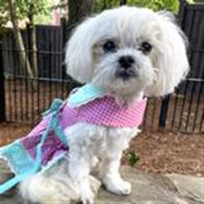 Polka Dot and Lace Dog Dress Set with Leash - Pink and Teal