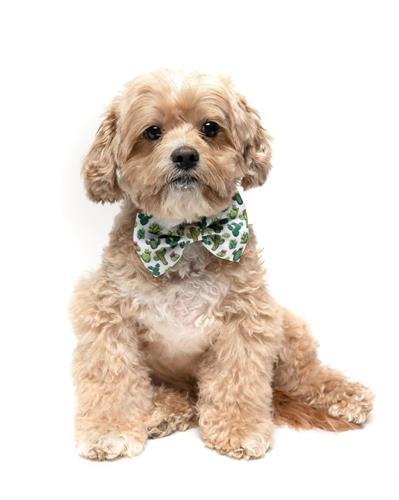 CACTUS - VELCRO BOW TIE