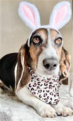Spring Bandana, Floral Bandana, Flower Bandana, Summer Bandana | Leopard
