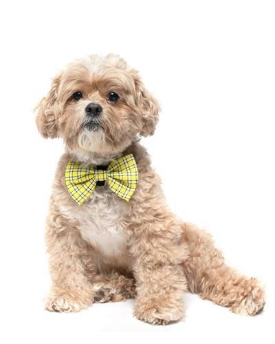 YELLOW PLAID - VELCRO BOW TIE
