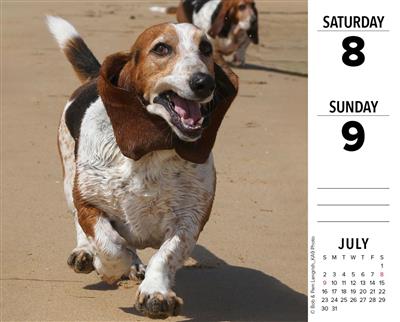 Basset Hounds 2023 Box Calendar