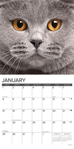British Shorthair Cats 2023 Wall Calendar