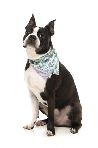 Bandana Dreamtime Koala by FuzzYard