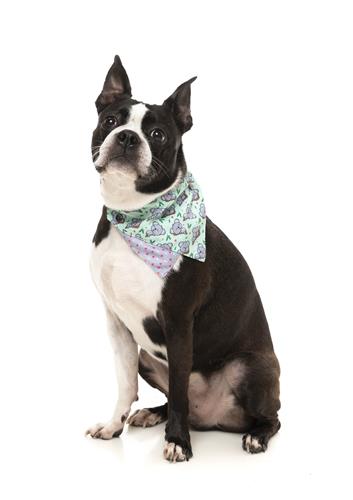 Bandana Dreamtime Koala by FuzzYard