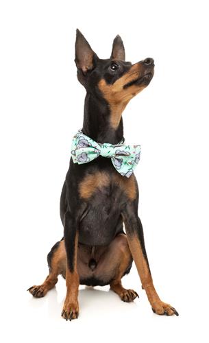 Bowtie Dreamtime Koala by FuzzYard