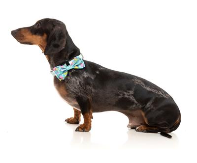 Bowtie Wakey Wakey by FuzzYard