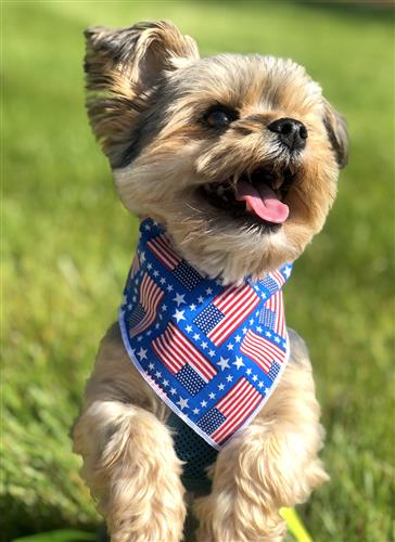Patriotic | Memorial Day Bandana | USA | American Flag Bandana | Patriotic bandana