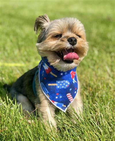 Patriotic | Memorial Day Bandana | USA | Patriotic bandana | Popsicles | 4th of July