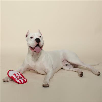 What's Poppin' Durable Plush Dog Toy