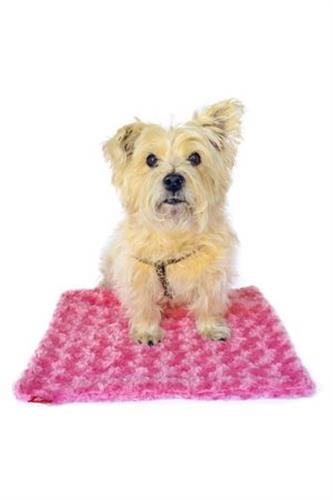 Carrier Square Blanket, Coral Rosebud