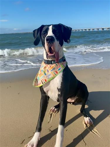 Surfboard Bandana | Nautical Bandana | Summer Bandana | Beach Bandana