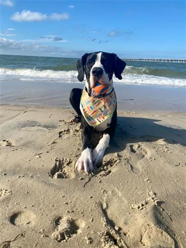 Surfboard Bandana | Nautical Bandana | Summer Bandana | Beach Bandana