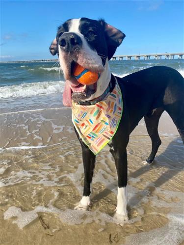 Surfboard Bandana | Nautical Bandana | Summer Bandana | Beach Bandana