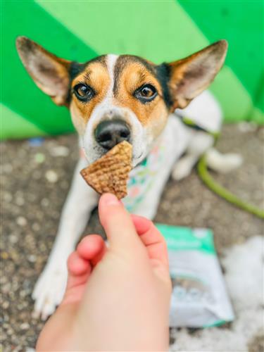 Healthybud's Single-Ingredient Beef Lung Wafer Dog Treats 2.1oz/5.3oz