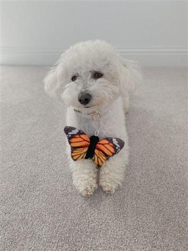 Tall Tails Butterfly with Squeaker