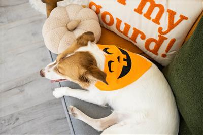 Pearhead Pumpkin Bandana M/L