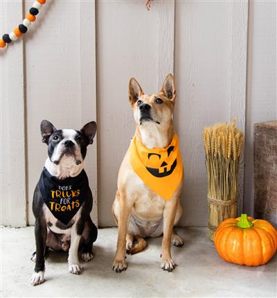 Pearhead Pumpkin Bandana M/L
