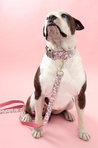 Emma Pink & Teal Floral Laminated Cotton Dog Collar & Leash