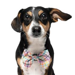 HALLOWEEN PLAID - VELCRO BOW TIE