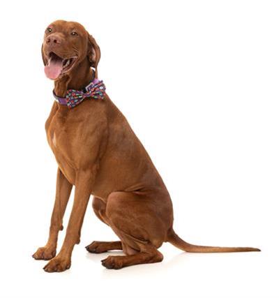 Bowtie - Be My Ghoul