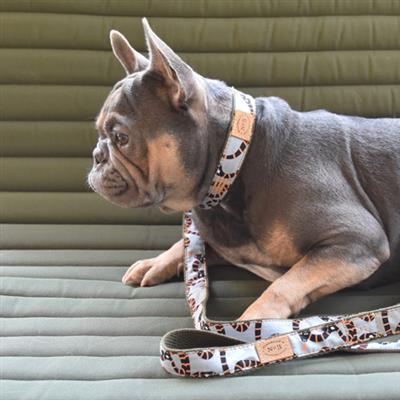 1"Serpant Collar & Lead