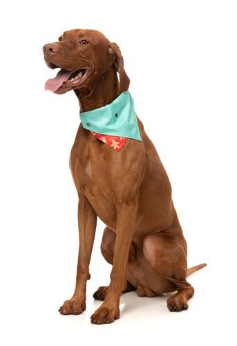 Bandana Naughty Ginger