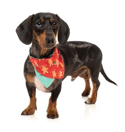 Bandana Naughty Ginger