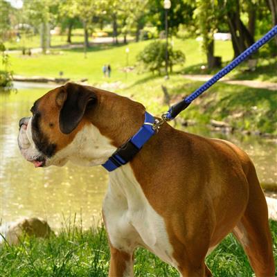 Coastal® Adjustable Dog Collar with Plastic Buckle, Teal