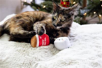 Hot Cocoa Cat Toy Set by Pearhead