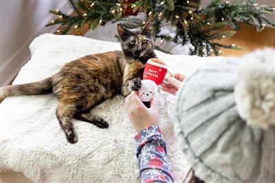 Hot Cocoa Cat Toy Set by Pearhead