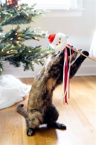 Santa Cat Teaser by Pearhead