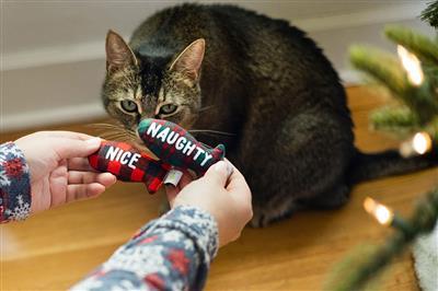 Naughty Or Nice Cat Toy Set by Pearhead