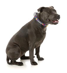 Highscore - Collar and Lead Collection
