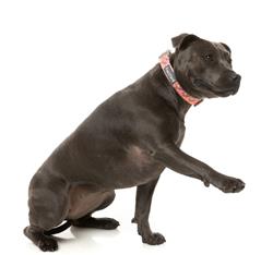 Two-Cans - Collar and Lead Collection