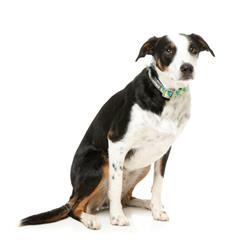 Bananarama - Collar and Lead Collection
