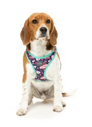 Step In Harness - Jackpup