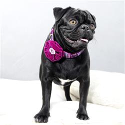 Extra Product Image