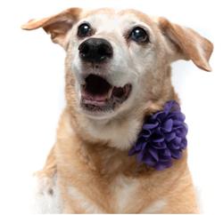 PURPLE - COLLAR FLOWER